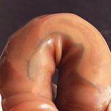 Super Realistic Real Foreskin Dildo Realistic Sex Penis